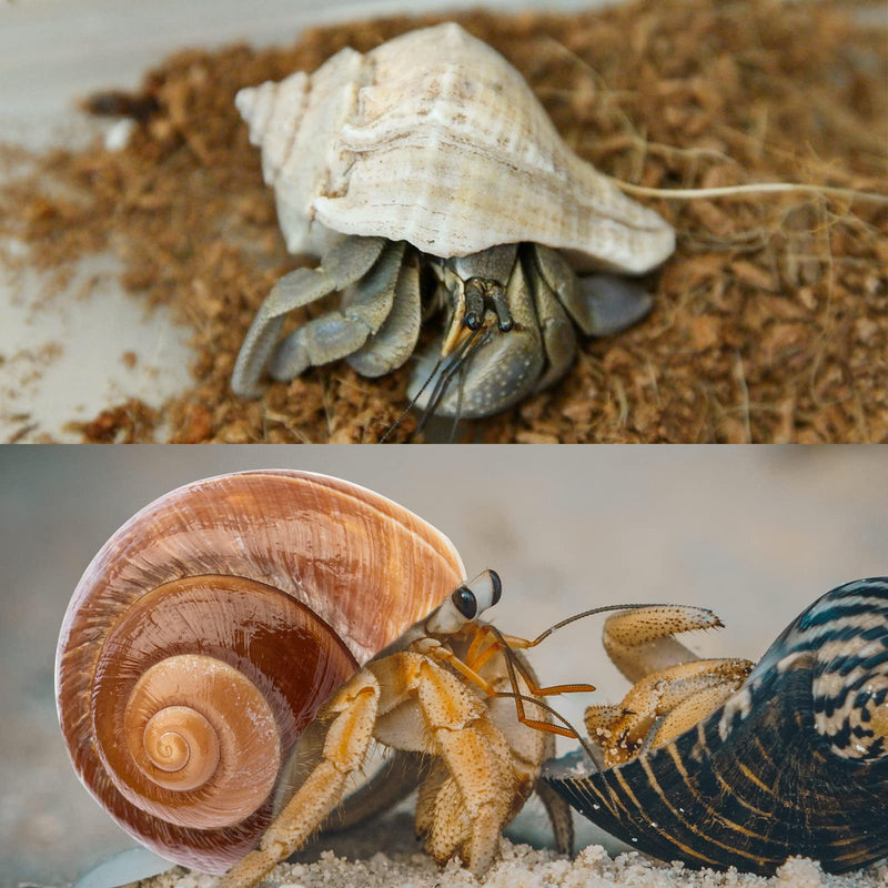 6PCS Large Hermit Crab Shells | Natural Sea Conch Size 3" - 3.5", Opening Size 1.5" - 2.5" | Turbo Seashells for Hermit Crab Supplies and Beach Decoration Large Sea Shell 6pcs Large Shells Size: 3" - 3.5" - PawsPlanet Australia