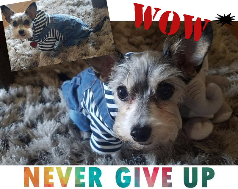 SILD Pet Denim Jumpsuit Dog Jeans Hoodies Cool Blue Coat Medium Small Dogs Classic Jacket Puppy Blue Vintage Washed Vests (S) S - PawsPlanet Australia