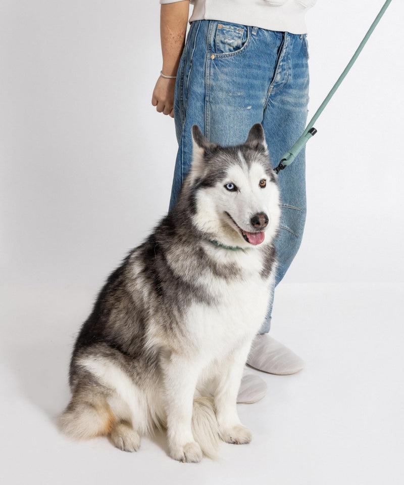2026 New Edition, Fei & Eve Hand-Braided SP Cotton Martingale Collar – No-Pull, Gentle Design for Dog Neck – No Buckle, Heavy-Duty & Secure – The Thoughtful Gift for Dog Lovers, Small, Green S - PawsPlanet Australia