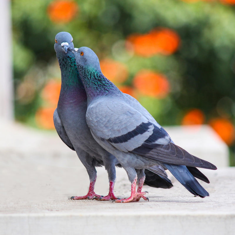 4 in 1 Powder for Pigeons, Canary, Finches, Parakeet, Cockatiels, Parrots, Cage Small Birds, and Aviary Birds - PawsPlanet Australia