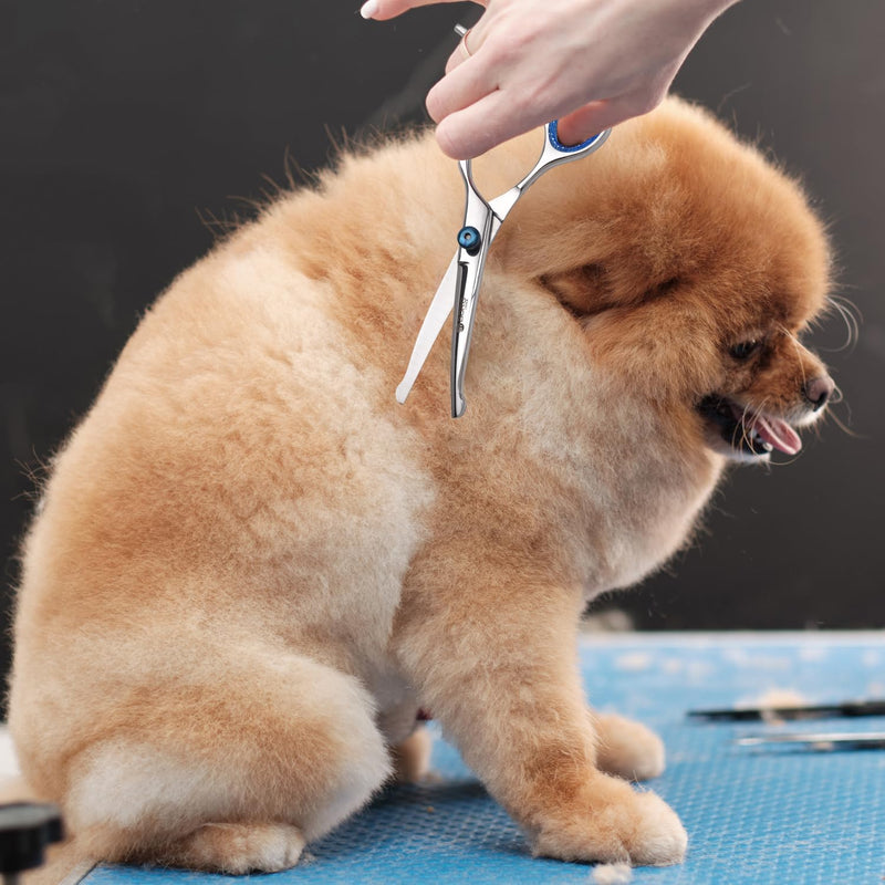 Dog Scissors Grooming Curved with Safety Round Tip, Dogs Pet Cat Hair Cutting Trimming Grooming Shears (Stainless Steel) (6 Inches) (Chrome) (Single Scissors) - PawsPlanet Australia