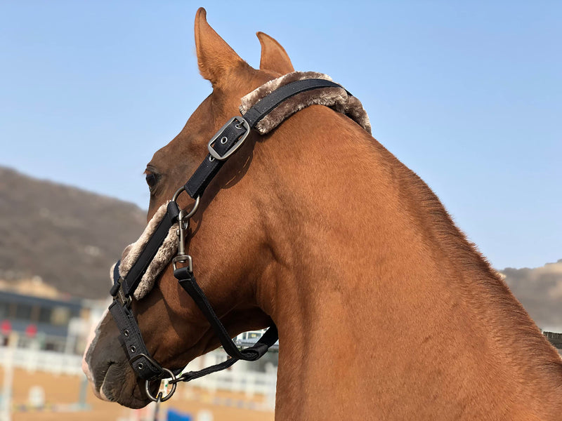 TGW RIDING Sheepskin Horse Halter Horse headcollar Horse Head Collar with Detachable Faux Fur Band (Dark Black, W/Warmblood) Dark Black - PawsPlanet Australia