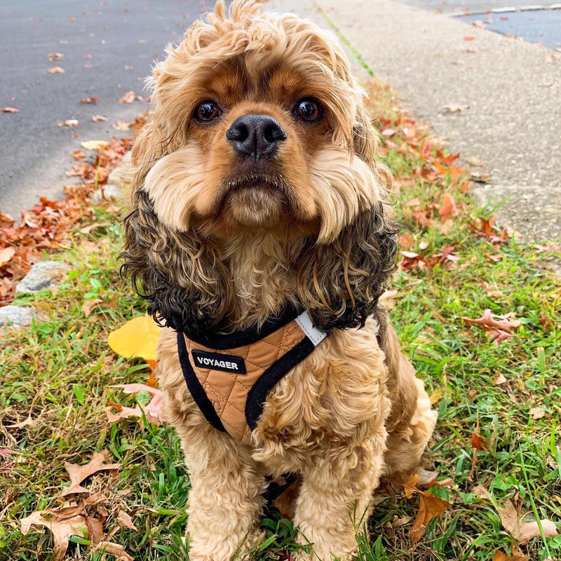 Voyager Step-In Plush Dog Harness – Soft Plush, Step In Vest Harness for Small and Medium Dogs by Best Pet Supplies - Harness (Beige Plush), M (Chest: 16 - 18") Harness (Beige Plush) M (Chest: 16 - 18") - PawsPlanet Australia
