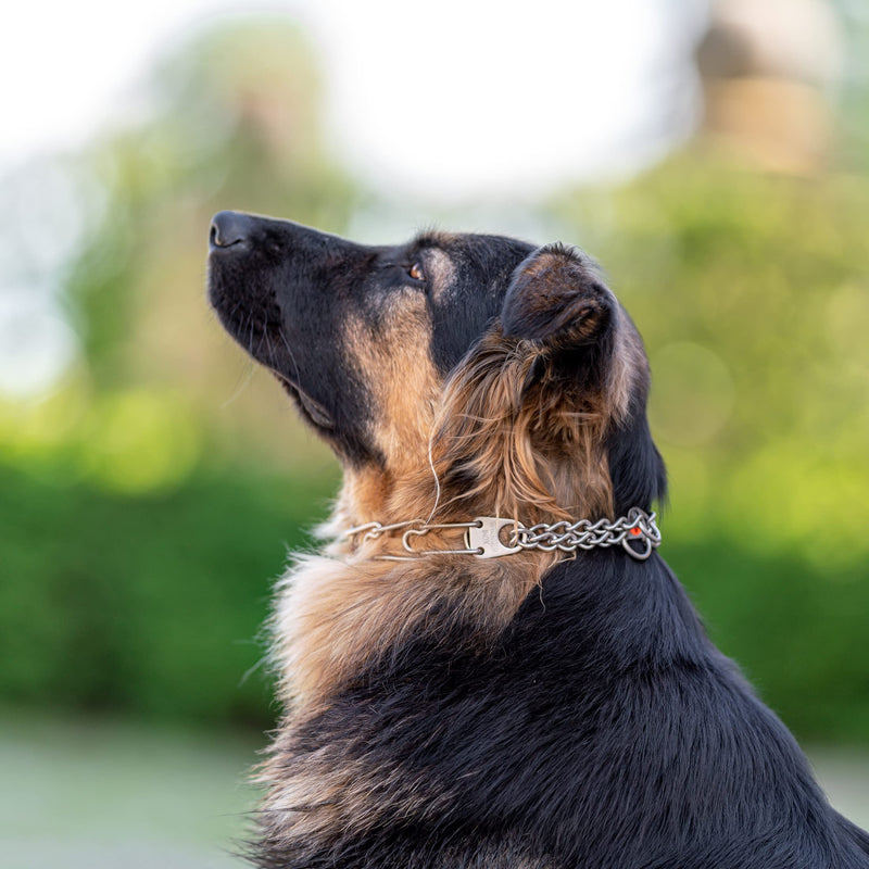 Herm Sprenger Matte Stainless Steel Scratch Resistant Dog Collar with Swivel D-Ring Training Collar for Small Dogs Made in Germany (16in x 2.25mm (Neck Size up to 13 in) | Matte) 16in x 2.25mm (neck size up to 13 in) | Matte