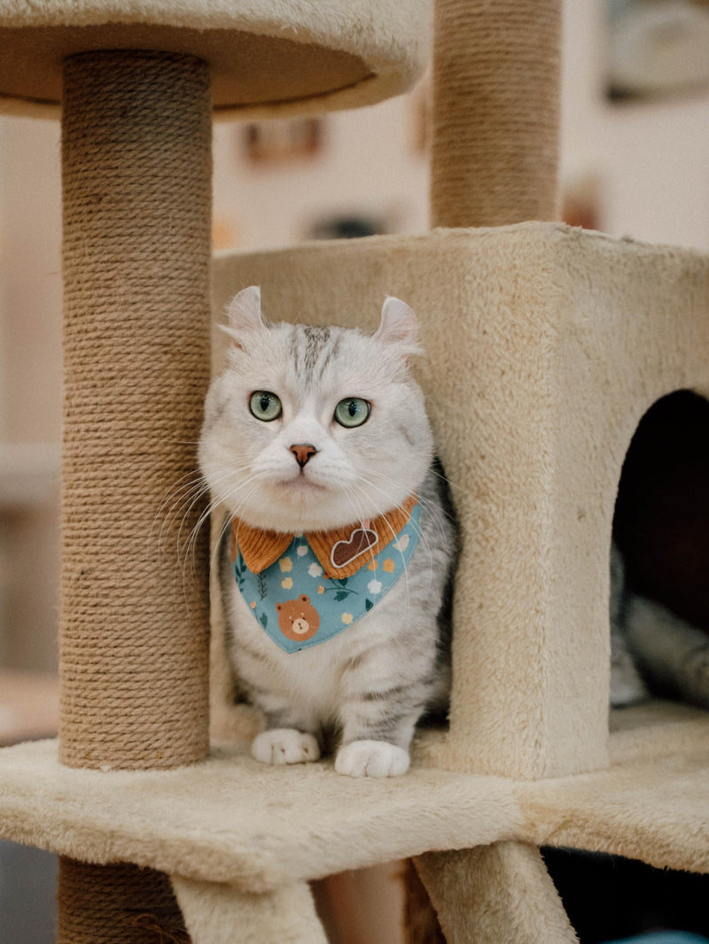 Pet Bandana for Cats and Dogs | Soft and Durable Pet Scarf | Available in 5 Styles S/M/L/XL | Adjustable Triple-Snap Closure (Turquoise Bear, Small) Turquoise Bear - PawsPlanet Australia