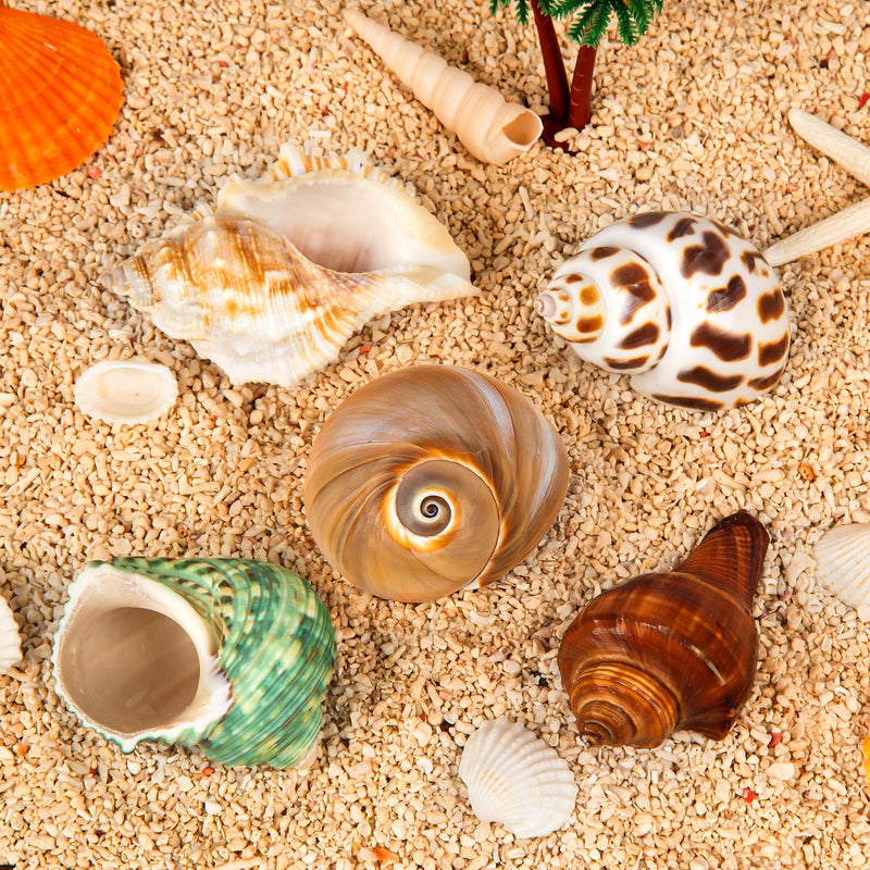 5PCS Hermit Crab Shells | Natural Sea Conch Size 2.1" - 2.8", Opening Size 0.9" - 1.5" | Medium Large Turbo Seashells for Hermit Crab Supplies and Beach Decoration Sea Shell - PawsPlanet Australia