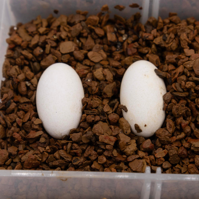 Pangea Hatch Premium Reptile Egg Incubation Substrate (1 lb) (Package May Vary) 1 Pound (Pack of 1) - PawsPlanet Australia