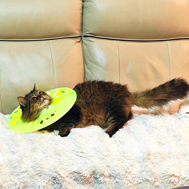 Soft Pet Recovery Collar for Cats and Small Dogs Comfortable Lightweight Collar with Comb Alternative Prevents Licking and Scratching, Allows Normal Eating and Vision, Adjustable and Durable