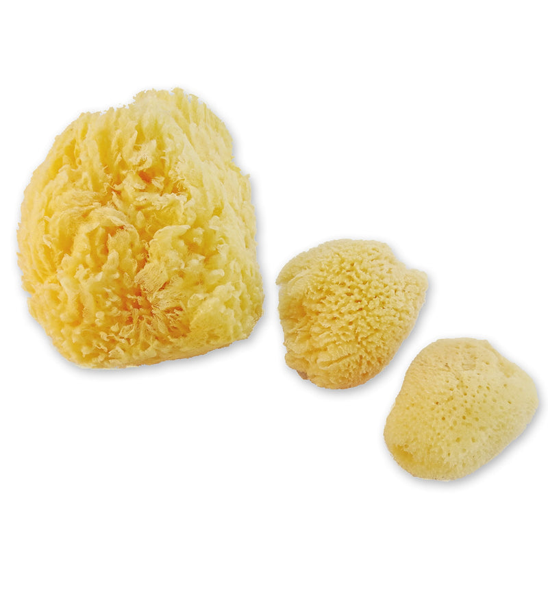 Sea Sponges for Dogs - Luxury Canine Bath Care, for Pet Grooming, Soft & Gentle Pampering - PawsPlanet Australia