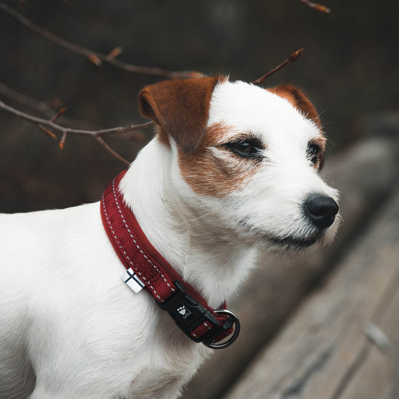Hurtta Casual Padded Dog Collar, Lingon, 16-20 in 16-20" - PawsPlanet Australia