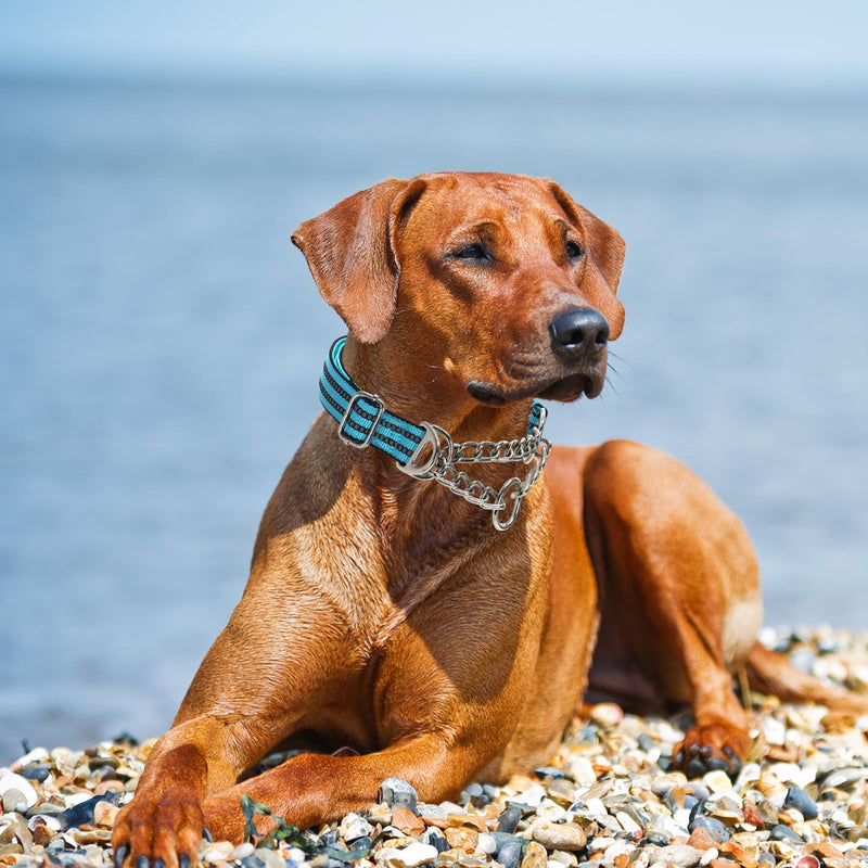 Reflective Martingale Collar for Dogs with Steel Chain, Adjustable No Pull Dog Training with Soft Padded for Large Breed Dogs, Medium, XL, XXL Walking Collar (Blue L) B L(Neck15"-22")