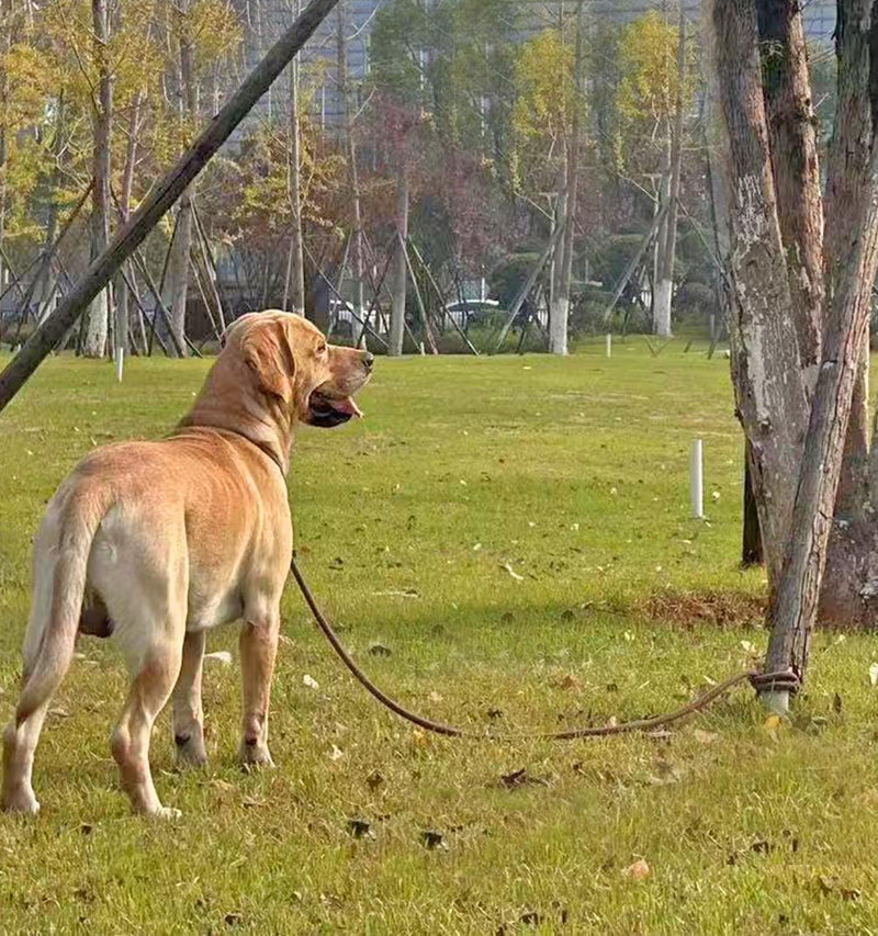 Tie Out Rope Dog Leash, Long Tether 8-10-13-15-20-25-30-35-40-50-65 FT Heavy Duty Nylon Check Cord for Medium Large Dogs 20FT Indoor/Outdoor Playing Camping Backyard (Black, 3/8") 3/8" x 20ft black - PawsPlanet Australia