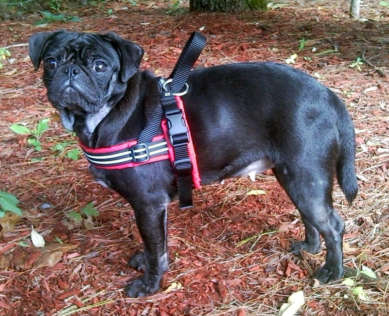 ComfortFlex Large Dog Harness - Made in The USA, Fully Padded, Reflective, Adjustable, Lightweight No-Choke, No-Pull, Non-Chafing Design for Active Dogs, Enhanced Control, Large, Kelly Green - PawsPlanet Australia