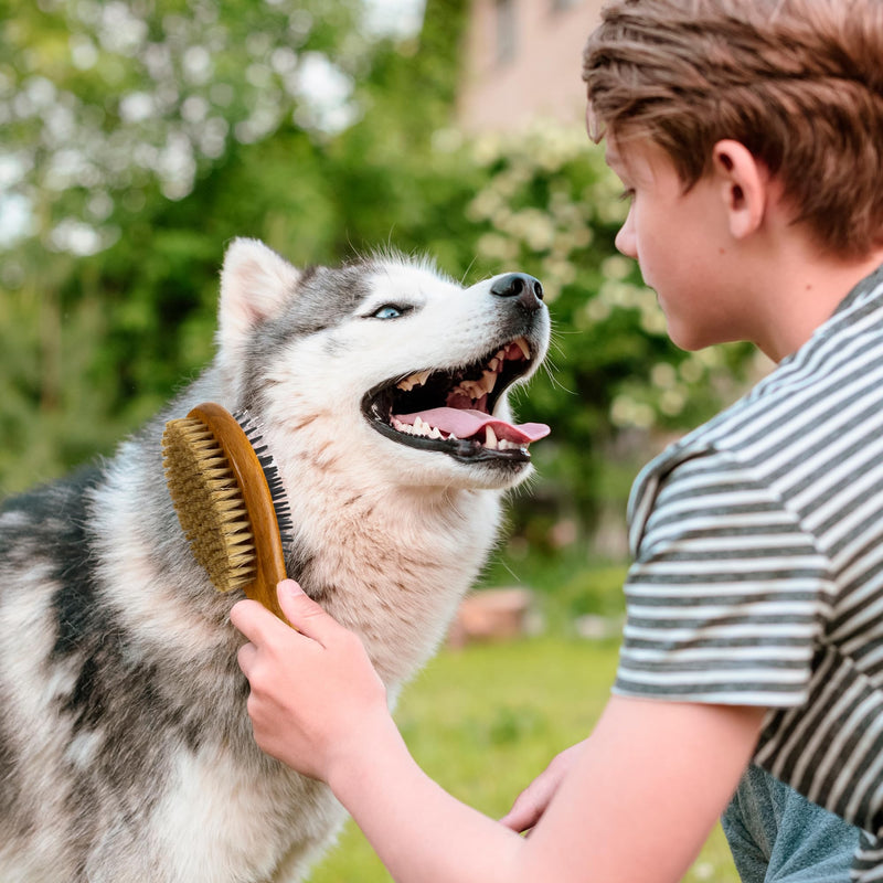 TAKAVU Short Hair Dog Cat Brush, Double-Sided Silicone & Bristle Pet Grooming Brush for Removing Dirt & Loose Hair, Coats Detangling Deshedding, Massage Pet Skin, Wood Handle Pet Comb White Boar Bristle & Silicone Brush - PawsPlanet Australia