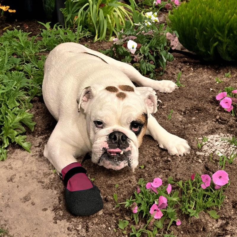 Double Dipped Thick Textured Waterproof Cotton Dog Socks | PawFlex Comfy Pawz Soft Indoor/Outdoor Pet Booties | Non-Slip Silicone Grip at Inner Wrist for No Twisting or Sliding Off| Adjustable Strap Fuchsia Small - PawsPlanet Australia