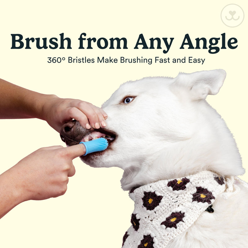 Jasper Dog Toothbrush, 360 Degree Pet Tooth Brushing Kit, Cat Toothbrush, Canine Dental Care & Teeth Cleaning Kit, Pet Finger Tooth Brush, Use with Dog Toothpaste, 16-Pack Blue Blue (16pack) - PawsPlanet Australia