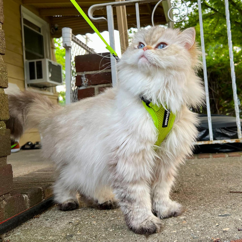 Voyager Step-in Lock Dog Harness w Reflective Dog Leash Combo Set with Neoprene Handle 5ft - Supports Small, Medium and Large Breed Puppies/Cats by Best Pet Supplies - Lime Green, XS Harness Leash Set (Lime Green) XS (Chest: 13 - 16" * Fit Cats) - PawsPlanet Australia