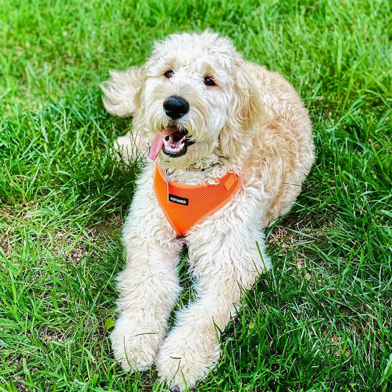 Voyager Step-in Lock Dog Harness w Reflective Dog Leash Combo Set with Neoprene Handle 5ft - Supports Small, Medium and Large Breed Puppies/Cats by Best Pet Supplies - Orange, M - PawsPlanet Australia