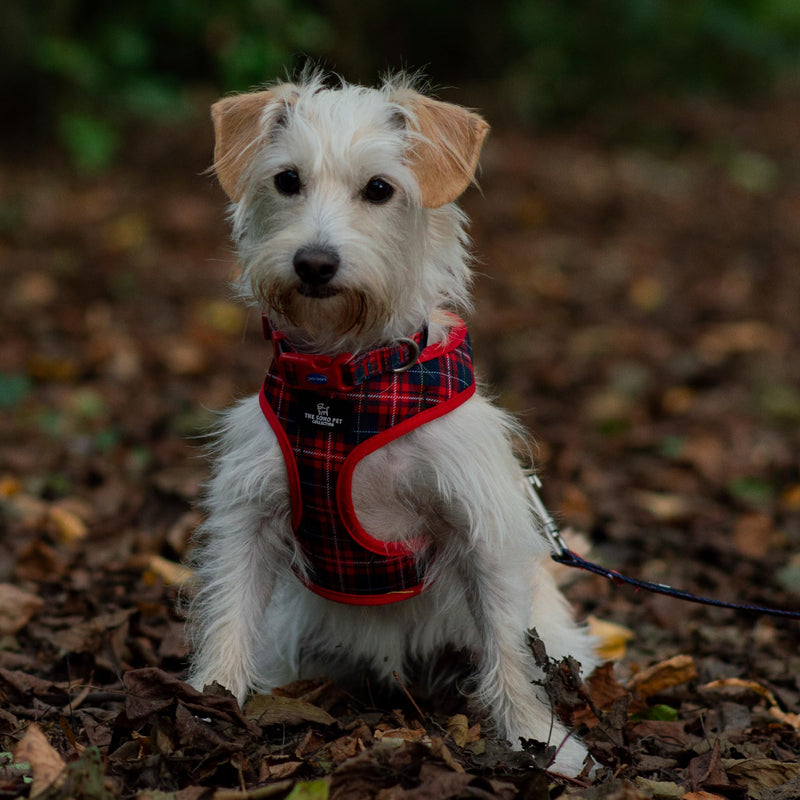 Ancol Reversible Dog Harness Tartan Star Patterned - Comfortable Weatherproof Pet Accessory - Lightweight Fashionable Puppy Outfit - L Tartan/Star Large