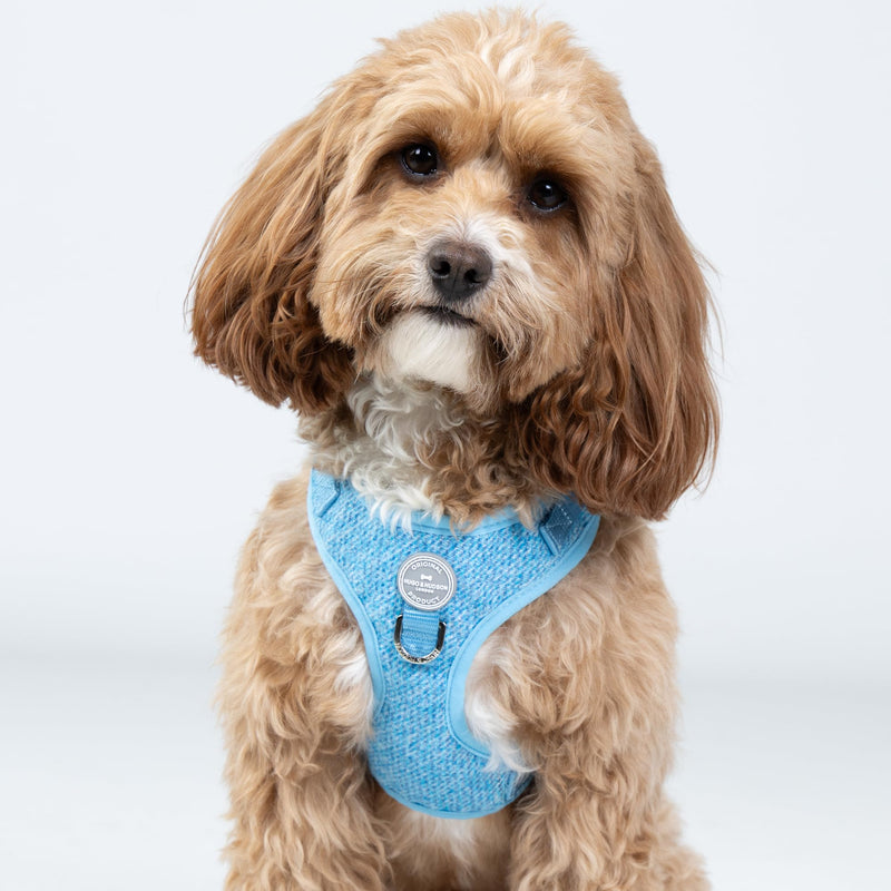 HUGO & HUDSON Tweed Dog Harness Adjustable Soft Padded No Pull Pet Vest with 2 Leads Clips, Blue, XS - PawsPlanet Australia