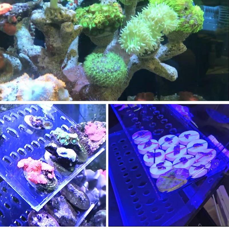 Coral Frag Plugs 50 Pcs Ceramic Coralline Frag Plug Round Base - PawsPlanet Australia