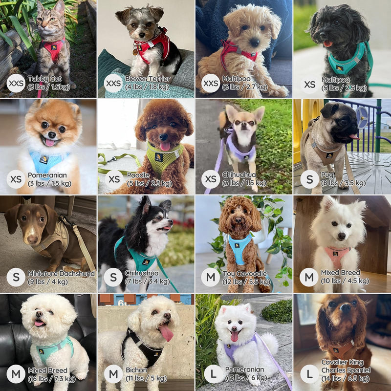 BELLA & PAL Step in Vest Harness for Small and Medium Dogs, No Pull Small Dog Harness with Leash Set, Comfortable Air Mesh Dog Vest Harness with Reflective Strip (Sky Blue, XS) Sky Blue - PawsPlanet Australia