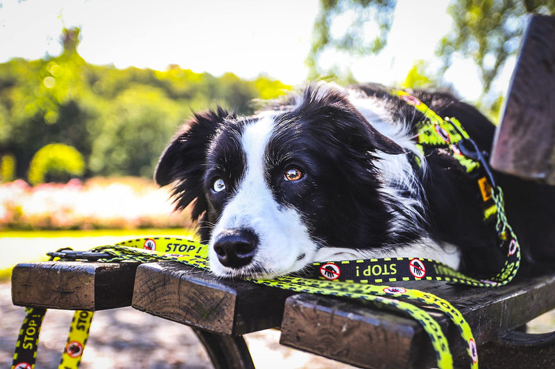Dingo DO NOT PET Material Leash Adjustable Safe Control Caring for Special Dog Needs Black/Yellow Size L 15364 YELLOW - PawsPlanet Australia