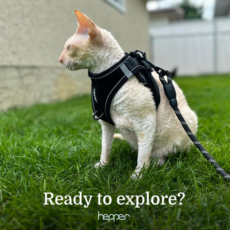Hepper Cat Harness and Leash Escape Proof Set - Black Tactical Cat Harness with Reflective Safety Strips - Kitten or Cat Vest/Cat Jacket/Cat Walker (XXS) XXS (18-26cm Chest) - PawsPlanet Australia
