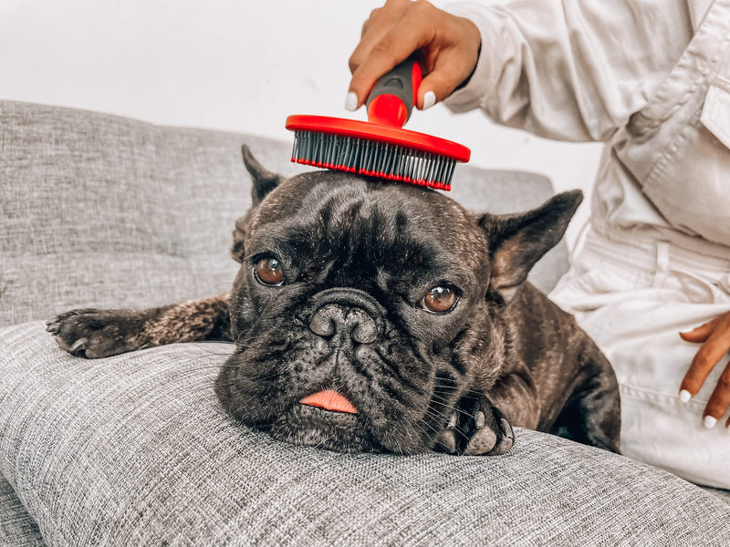 Tuff Pupper Round Bristle Soft Brush for Dogs and Cats | Gentle Grooming for Short or Long Hair | Soft Pin Tool for Sensitive Skin | Detangle & Remove Loose Fur | For Dematting & Detangling Undercoat Soft Bristle Brush - PawsPlanet Australia