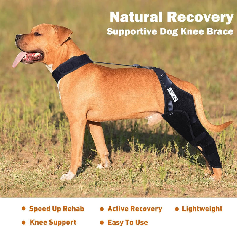 Dog Knee Brace for Torn ACL Hind Leg, Cruciate Ligament Injuries, Patella Dislocation, Double Straps and Comfortable Dog Leg Braces for Back Leg Support (Left- X Large) Left- X large - PawsPlanet Australia