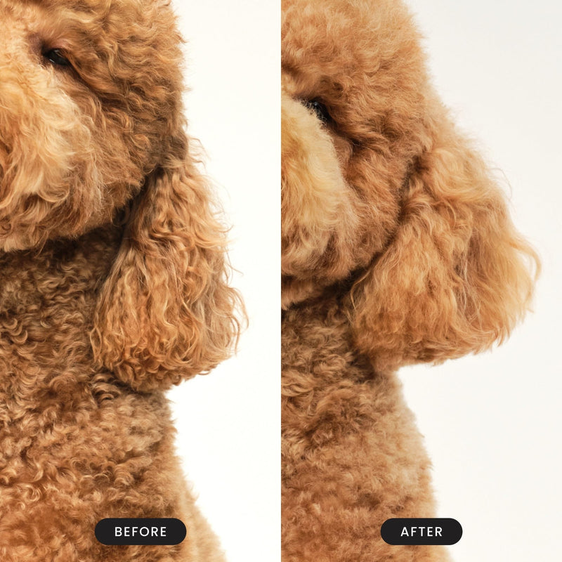 Tangle Teezer | Pet Teezer | Detangling and Dog Grooming Brush | Dry Brush or Dog Bath Brush | Navy & Orange L - PawsPlanet Australia