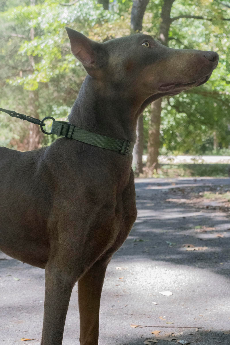 Country Brook Petz Heavy Duty Nylon Adjustable Martingale Dog Collar with Deluxe Buckle for Small Medium Large Breeds - 30+ Vibrant Color Options (1 Inch, Medium, Dark Olive Drab) Medium (Pack of 1) - PawsPlanet Australia