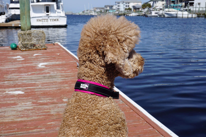 Black Rhino Dog Collars for Medium Dogs - Adjustable Reflective Heavy Duty Dog Collar with Ultra-Soft Neoprene Padding - Weatherproof, Durable, and Comfortable - Ideal for Active Dogs - Pink and Black Pink/Black - PawsPlanet Australia