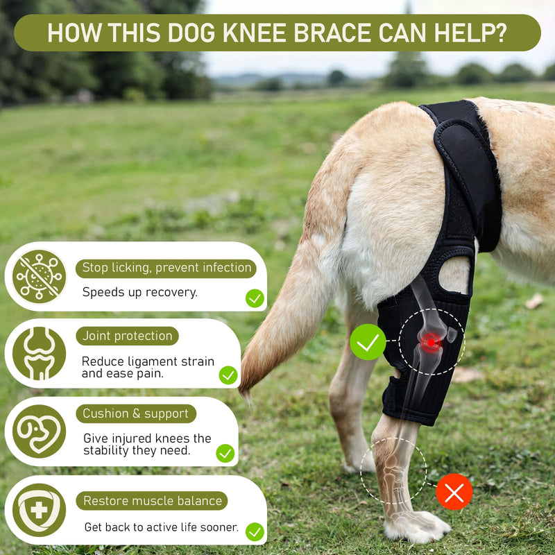 Pezluxe Dog Knee Braces for Back Leg, Adjustable Torn ACL Brace for Dogs, Breathable Dog Hip Brace with Stabilizers for Arthritis, Joint Stability, Luxating Patella & Post-Surgery Recovery (S) S