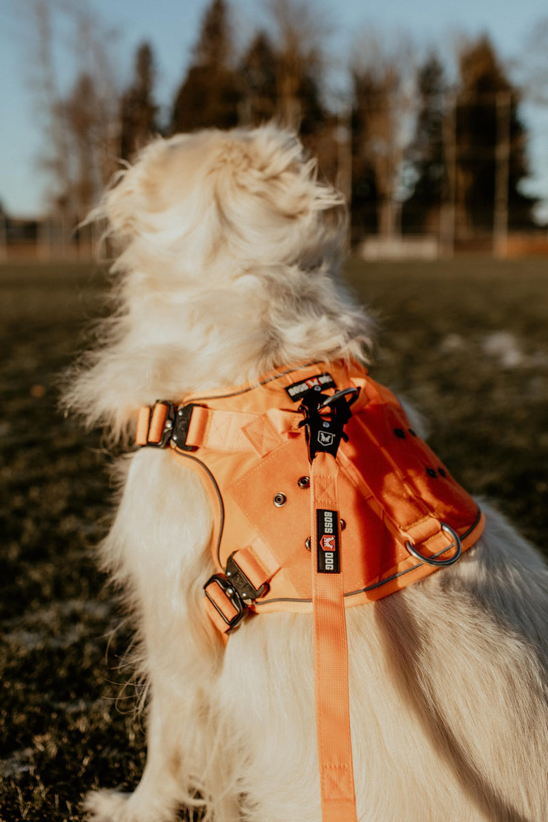 Boss Dog Tactical Leash, Hunter Orange, 4 FT - PawsPlanet Australia