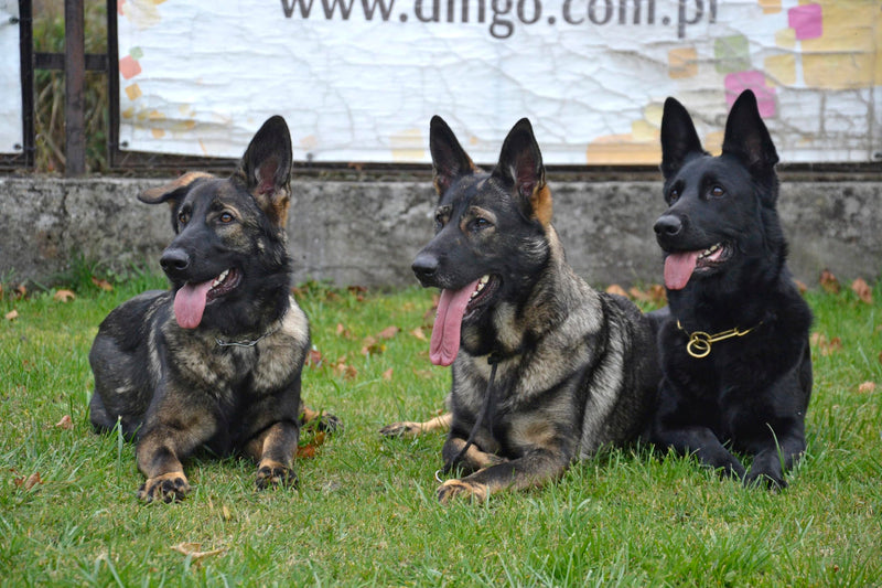 Dingo Gear Choke Collar for Dog Training Handmade of Cord with A Limiter, Waterproof Black S04059, (XL) XL