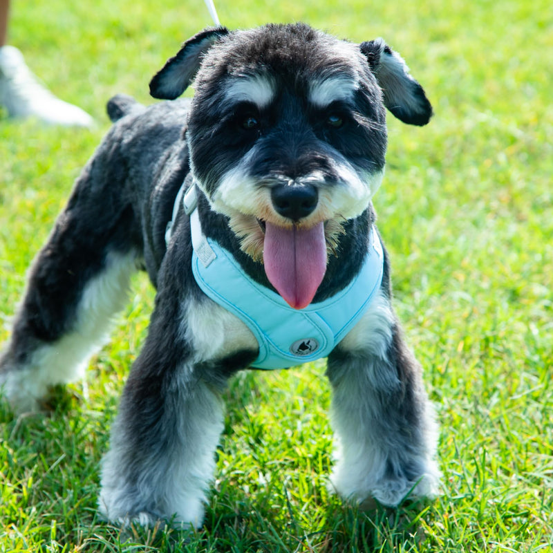 Dog Harness with Leash Set, No-Pull Pet Harness with 1 Leash Clips, Adjustable Soft Padded Pet Vest for Small Medium Dogs No Pull, Puppy Harness and Leash Set - PawsPlanet Australia