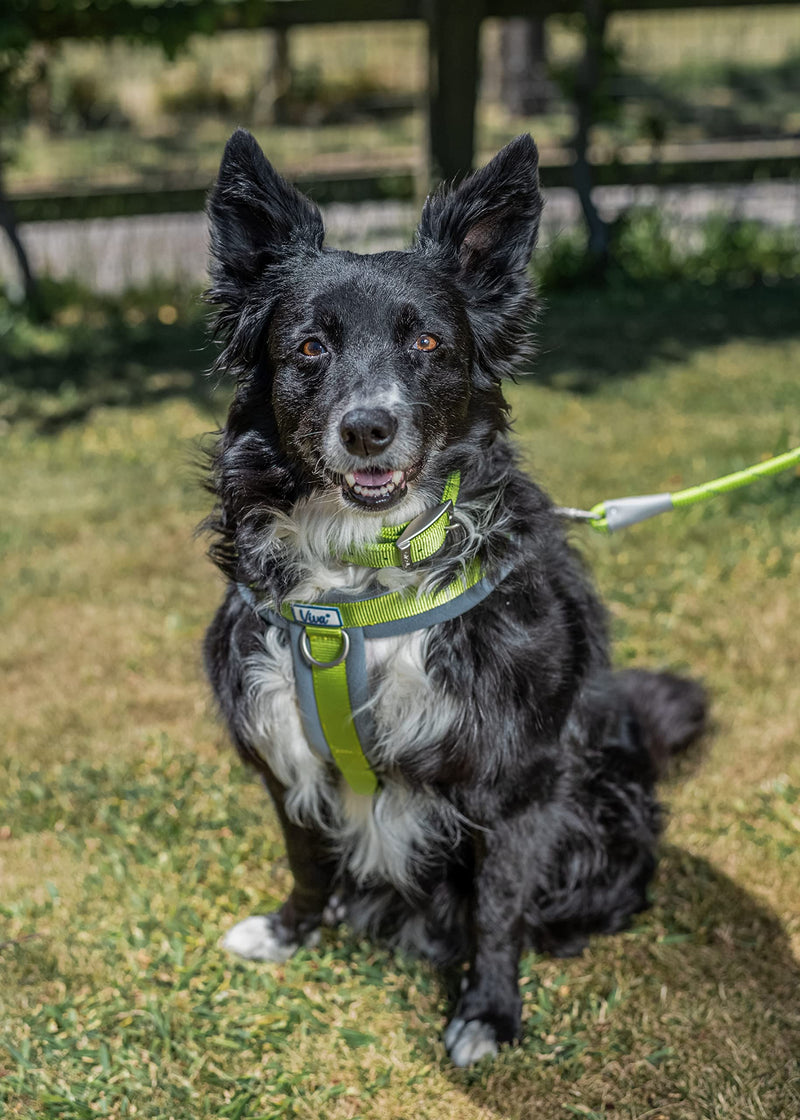 Ancol Viva Padded Harness Lime XXL 97-130cm
