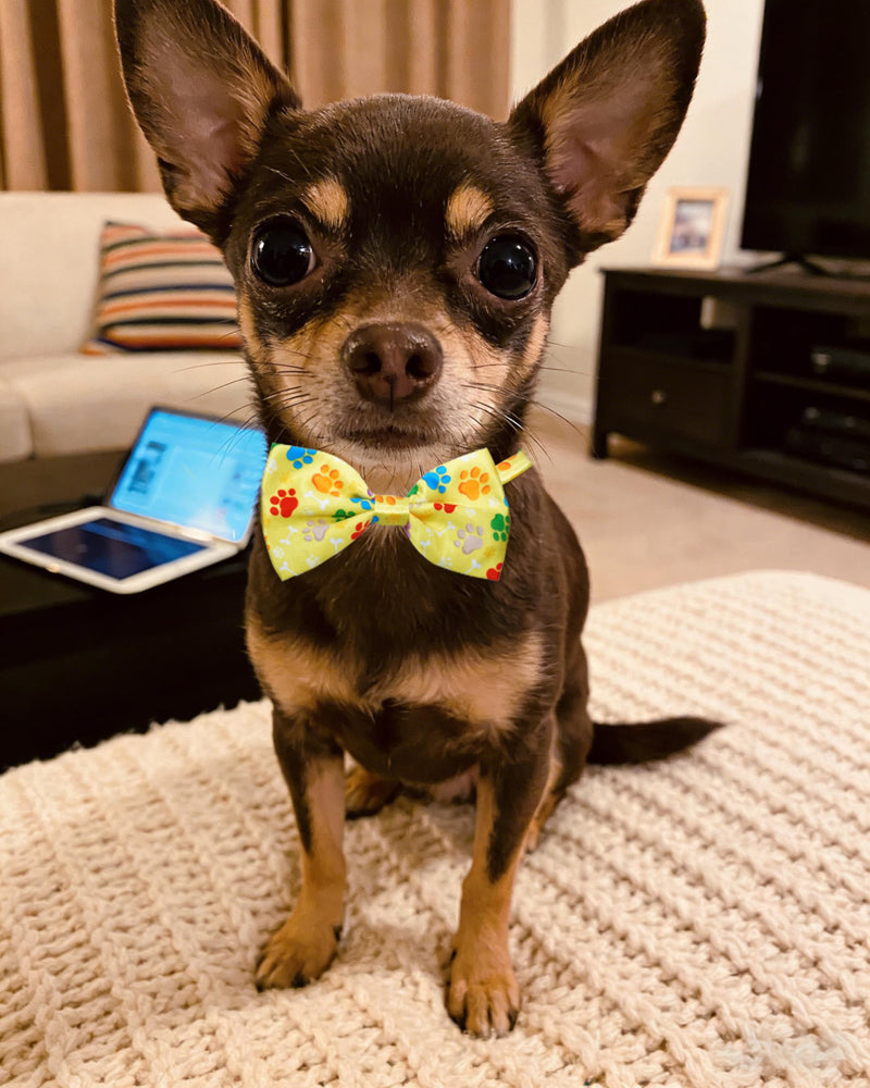 PET SHOW 30 Pack Small Dog Collar Bow Ties Bulk Puppy Paw Bone Adjustable Bowties for Large Medium Dogs Cats Bowknots Pet Grooming Accessories (Small) Paw Bowties S/M - PawsPlanet Australia