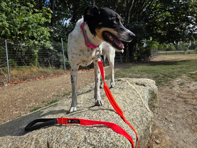Heavy-Duty 6ft Dog Leash – Quick Release Snap, Dyneema Handle, Waterproof, 316 Stainless, Handmade USA (Hunter Green) Hunter Green - PawsPlanet Australia