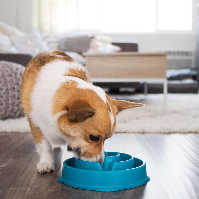 Outward Hound Fun Feeder Slo Bowl, Slow Feeder Dog Bowl, Medium/Mini, Turquoise - PawsPlanet Australia