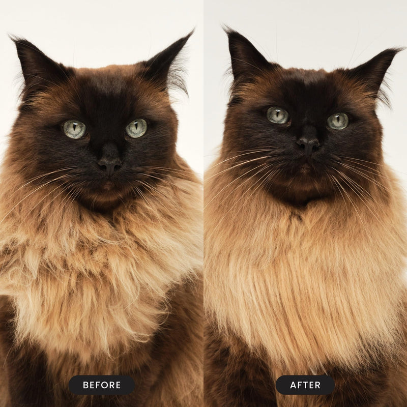 Pet Teezer by Tangle Teezer Cat Brush, De-Shedding Cat Hair Brush for a Gentle, Soothing Groom & Short to Medium Length Fur, Millennial Pink - PawsPlanet Australia