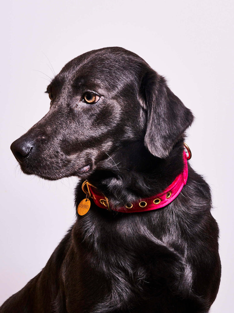Found My Animal-The Original Pink Washable Velvet Cat & Dog Collar-(Small)-Adjustable, Solid Brass Pin Buckle-Heavy Duty Dog Training Collar- Handcrafted Velvet Pet Collar-Made in USA Small - PawsPlanet Australia