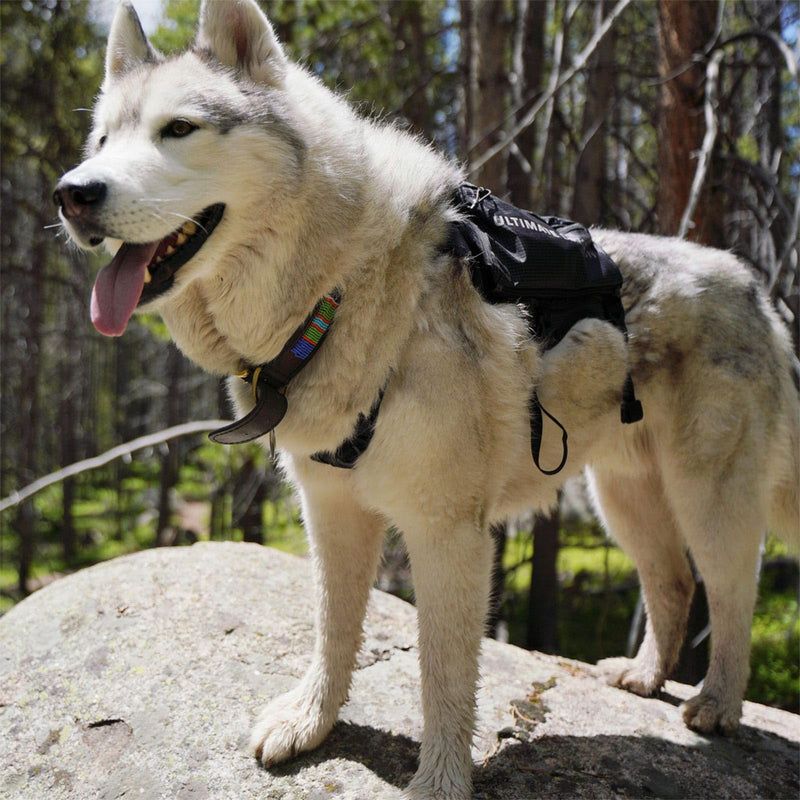 ULTIMATE DIRECTION Dog Vest, Color: Onyx V2, Size: L (80479723ONX-LG) Black Large - PawsPlanet Australia