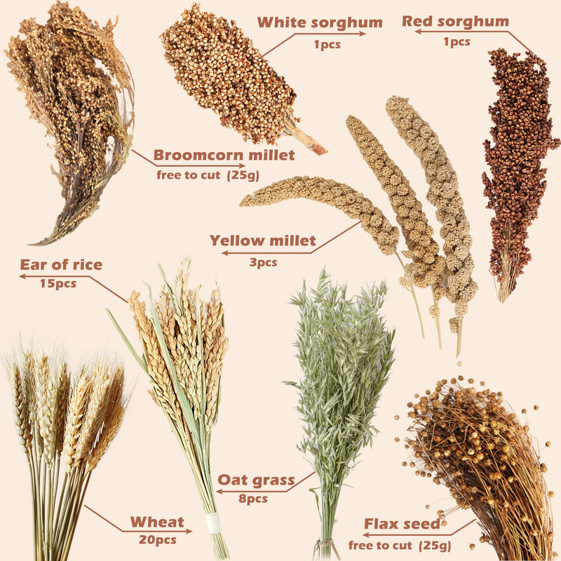 Natural Ear of Grain Flower&Herb Bedding Mate Habitat Decor, Adding Fun Hamster Accessories for Hamsters Gerbils Lemming Harvest Wind - PawsPlanet Australia