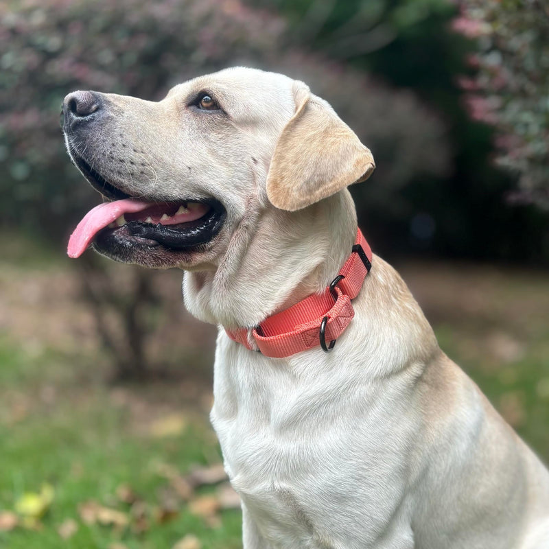 Premium Nylon Adjustable Anti-Escape Martingale Dog Collars,Durable,Comfort and Silky Dog Collar with Hardware D-Ring for Large Dogs Walking,Training,etc...(Living Coral, Large) Living Coral - PawsPlanet Australia