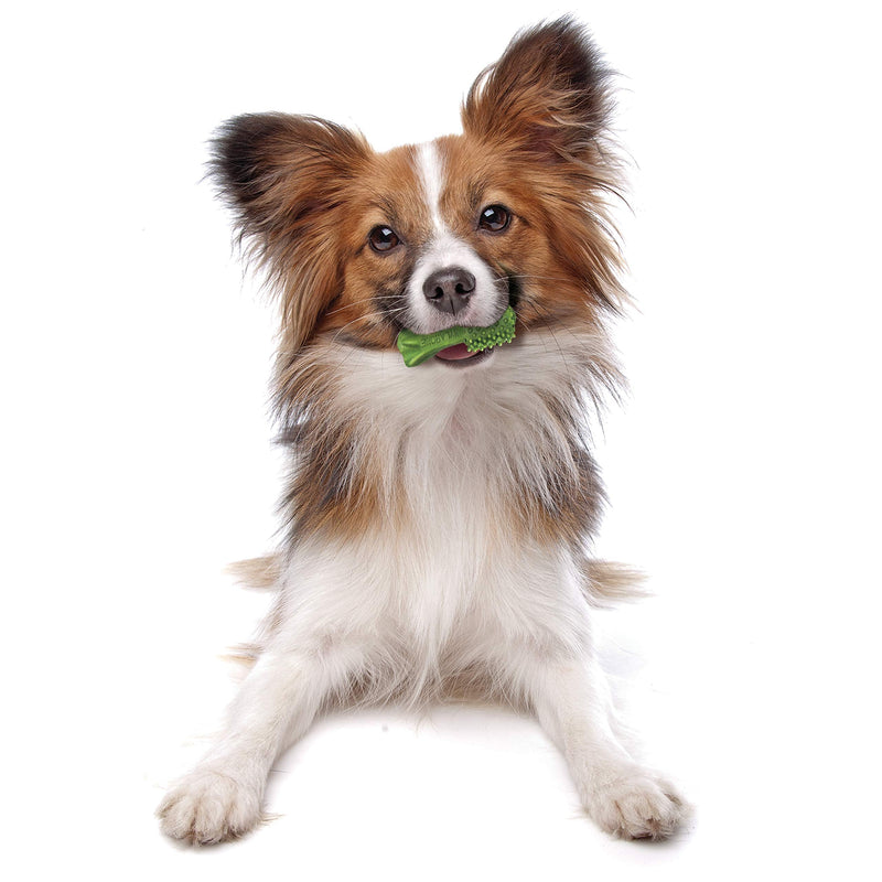 Nylabone Nutri Dent Natural Dental Chews for Dogs, Limited Ingredient Dog Treats Made in the USA, Clean Teeth & Fresh Breath, Healthy Dog Chews, Fresh Breath Flavor, For X-Small Dogs, (160 Count) Fresh Mint 27.2 Ounce (160 Count) - PawsPlanet Australia
