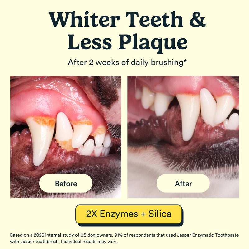 Jasper Dog Tooth Brushing Kit and Dog Toothpaste Kit 360 Dog Toothbrush Enzymatic Plaque Remover Imporves Bad Breath Natural Pet Toothpaste Dog Toothbrush and Toothpaste 2 oz Chicken Flavor Chicken Kit