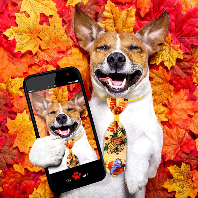 Sadnyy 60 Pcs Fall Dog Bows Bulk Thanksgiving Dog Collars Adjustable Turkey Pumpkin Puppy Bowtie Collar Includes 24 Pet Neck Ties and 24 Bowties 12 Pet Bowknot Set for Grooming Decor Maple Leaves - PawsPlanet Australia