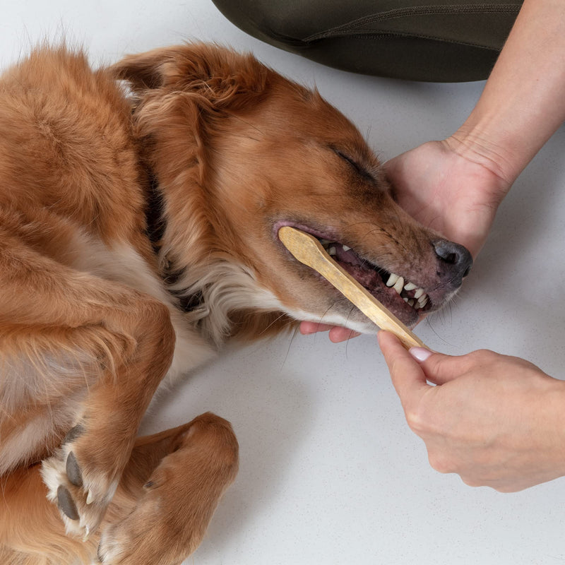 Dog Toothbrush I 4-Pack Two Sided Bamboo Toothbrush for Small and Large Dogs & Cats I Soft Bristles Gentle Pet Toothbrush for Easy Dog Teeth Brushing & Dental Care - PawsPlanet Australia
